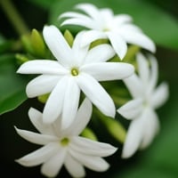 Arabian Jasmine: Bounteous Benefits Of This Fragrant Flower For Skin, Hair, And Health