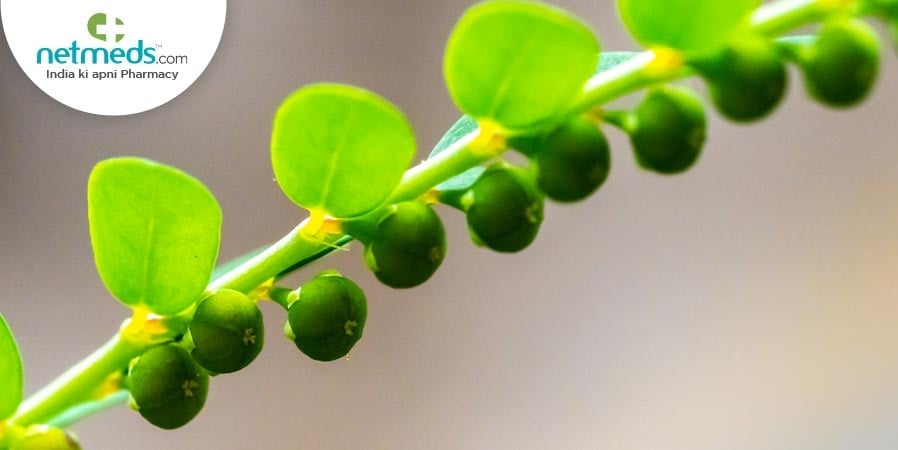 Bhumi amla in growing stage