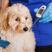 What Are Dog Supplements? 6 Vitamins Your Pet Needs For Healthy Life