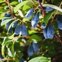 Honeyberry: Benefits, Nutrition And Delicious, Easy To Make Desserts Of This Juicy Fruit