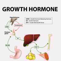 Human Growth Hormone: Structure, Crucial Functions And Adverse Effects Of Somatotropin