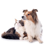 Labored Breathing in Pets: Symptoms, Causes, And Management Tips