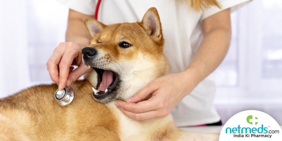 Canine