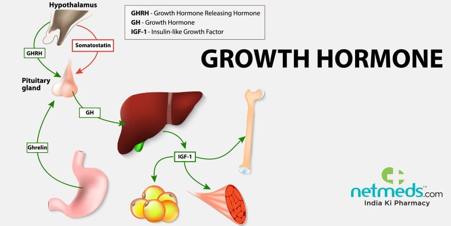 Growth Hormone