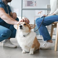 Immunosuppressive Therapy In Dogs: Benefits, Uses And Common Conditions It Can Treat
