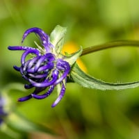 Devil’s Claw: Health Benefits, Nutritional Properties and Side Effects of This Dynamic Herb