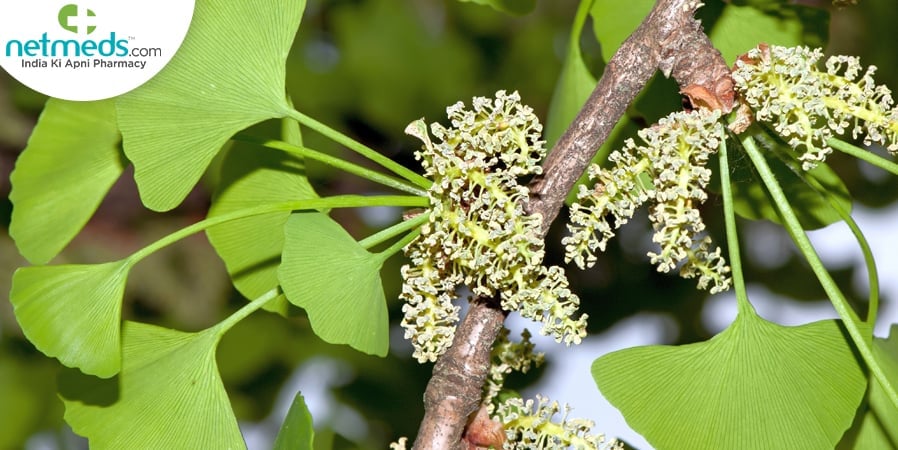 Ginko Biloba