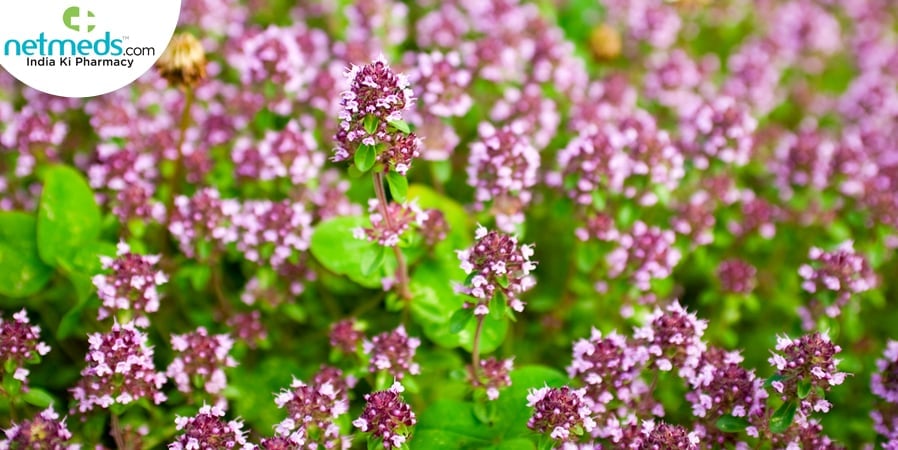 Marjoram