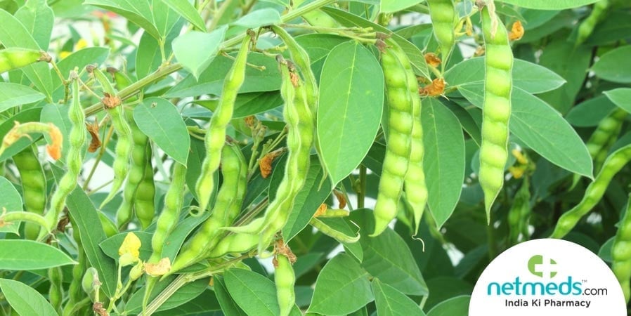 Toor Dal Plant