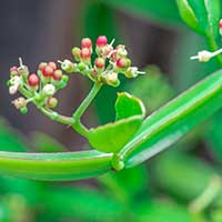 Hadjod: Health Benefits, Nutritional Values, Therapeutic Uses, Dosage And Side Effects