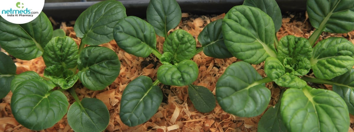 Tatsoi plant