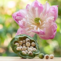 5 Fantastic Benefits Of Lotus Seeds For Overall Health