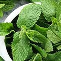 Mint Leaves Have Soothing Benefits For Irritated Skin