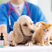 Pet Care 2025: How to Keep Your Furry Friends Healthy And Happy