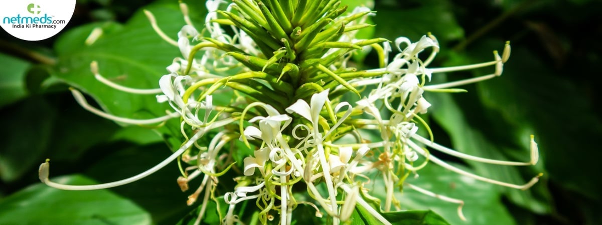 kapur kachri plant identification