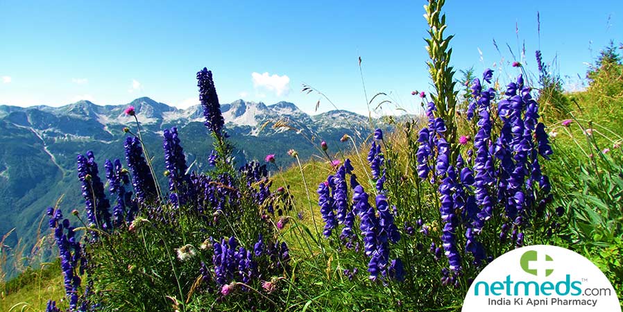 Aconitum Heteophyllum/ Atis plants