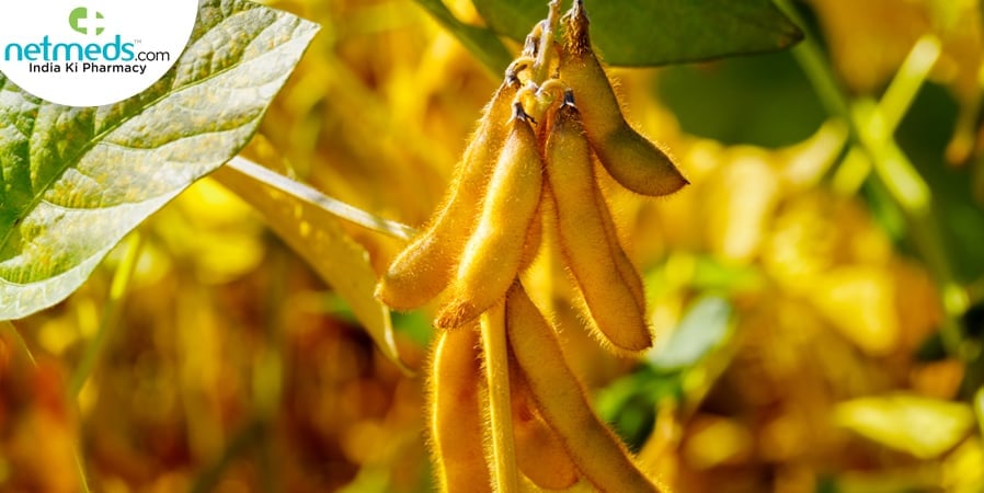 soybean