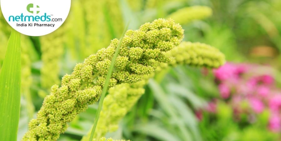 Foxtail millet plant