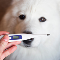 Dog Fever: Causes, Symptoms And How To Handle A Febrile Furry Buddy
