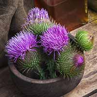 Milk Thistle: 5 Incredible Health Benefits Of The Thorny Herb