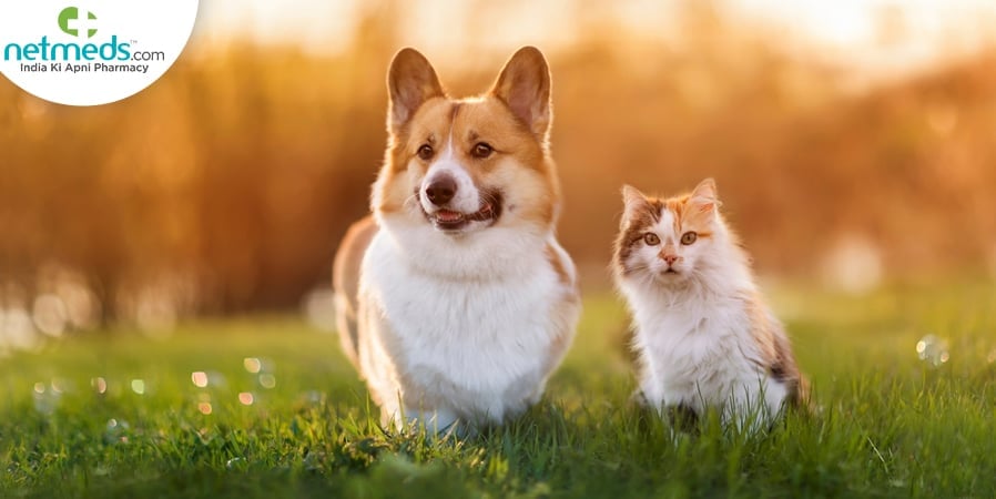 Pet Health Checkup