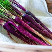 Daucus carota: Health Benefits, Nutritional Values, Ayurvedic Uses, Dosage And Side Effects