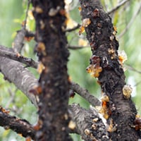 Peach Gum/Peach Resin: Uses, Benefits, A Natural Remedy For Wrinkles, Scars, And Sensitive Skin