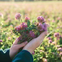 Red Clover Essential Oil: Uses And Benefits For Skin, Health and Hair. Precautions To Take