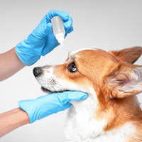 Pet Eye Health: Keep Your Canine’s Vision Strong With These Simple Tips