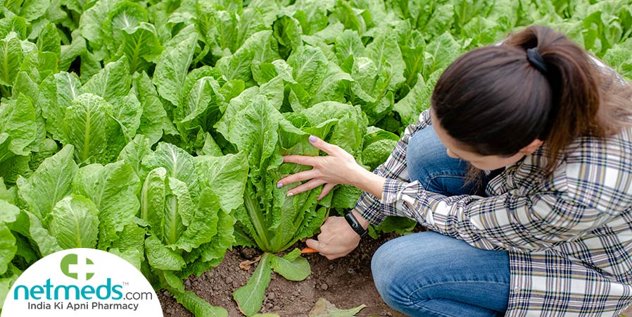 Harvesting Lettuce