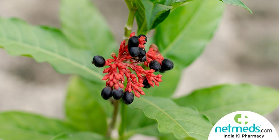 Sarpagandha plant