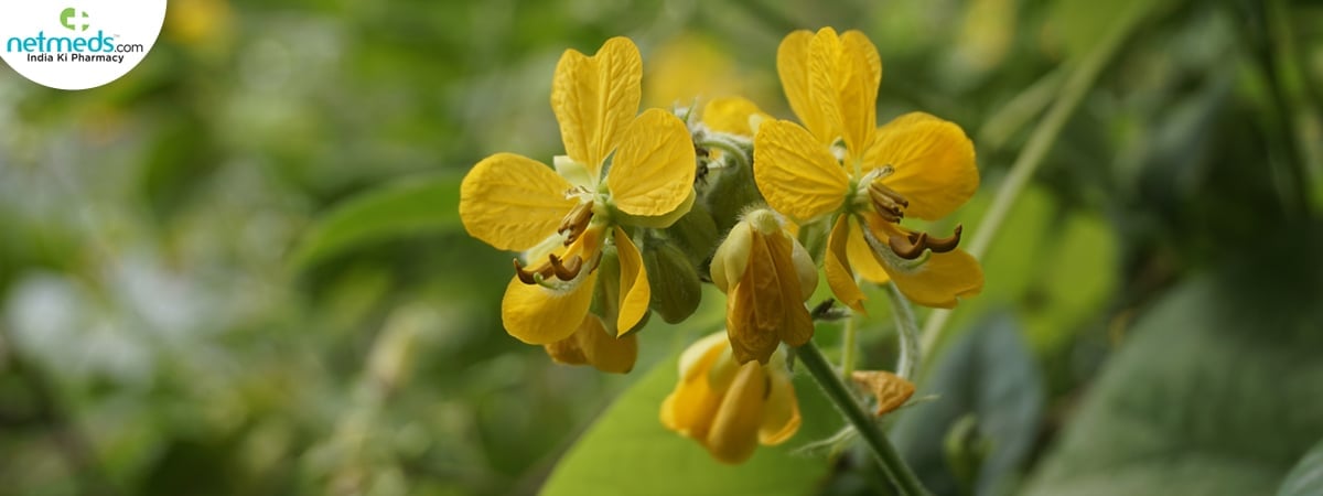 senna hirusuta plant
