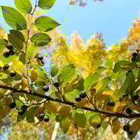 Buckthorn: What Makes This Hardy Plant Special? Benefits Of Buckthorn Berry, Side Effects-Juice Recipe Inside