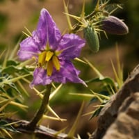 Kantakari: Uses, Health Benefits, Ayurvedic Indications, Dosage, Side Effects And Precautions