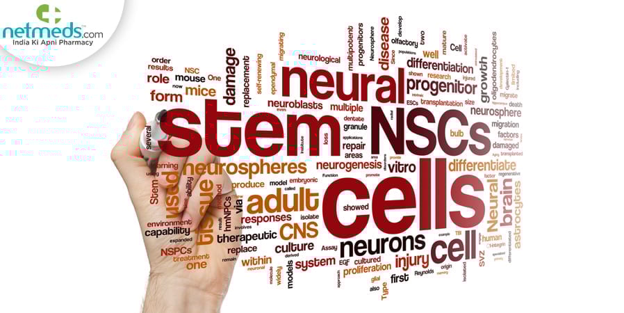 neural stem cells