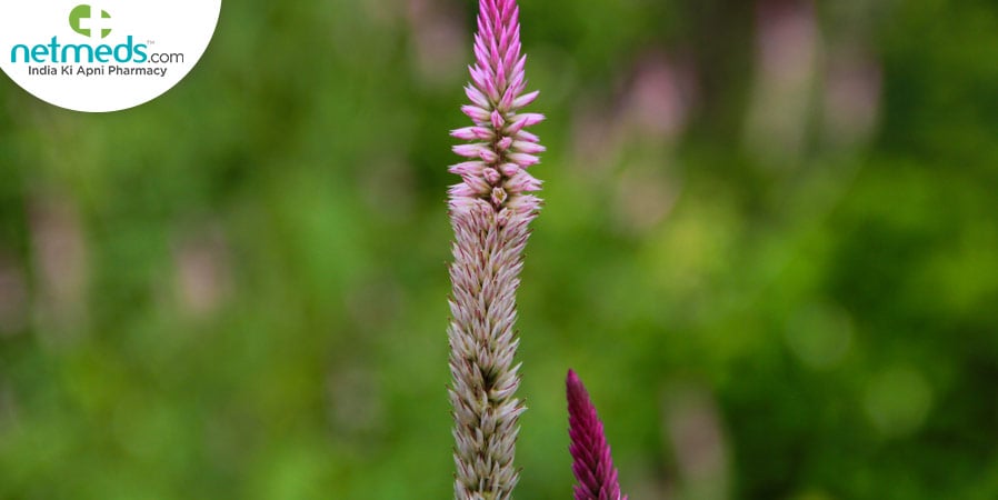 Achyranthes Aspera/Naayuruvi