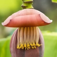 Banana Flower: The Superfood You Haven't Heard Of