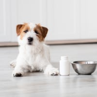 Pet And Gut Health: Supplements To Keep Your Furry Friend's Digestive System Healthy