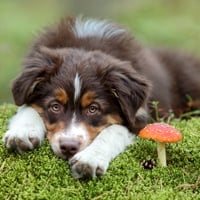 Mushrooms For Dogs: Diet, Supplements, Uses, Benefits, Precautions And Side Effects