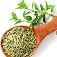 Thyme Essential Oil: 5 Amazing Benefits Of This Medicinal Herb Based Products