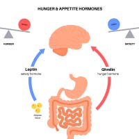 Ghrelin: Structure, Crucial Functions And Adverse Effects