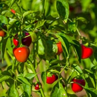 Cherry Pepper/Pimento Pepper: Uses, Health Benefits And Try This Simple Recipe