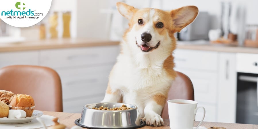 Hydrolyzed Diet For Dog