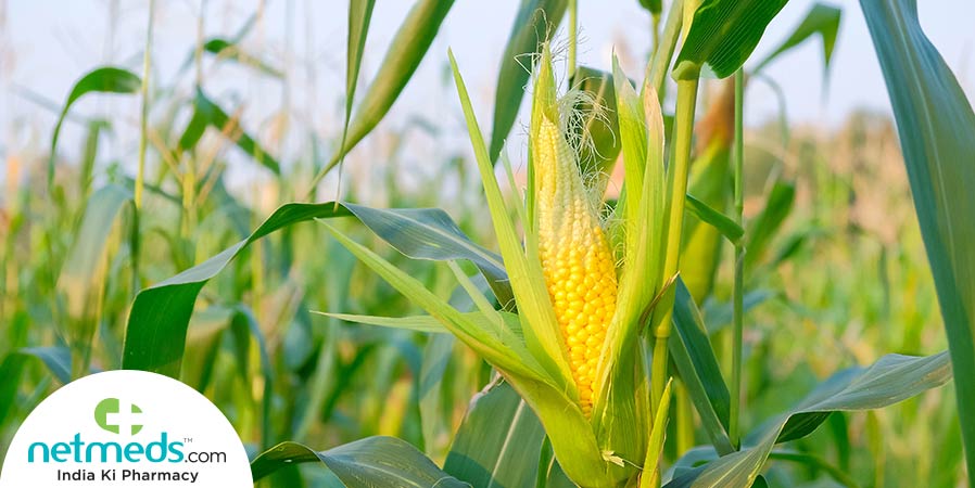 corn or maize plant