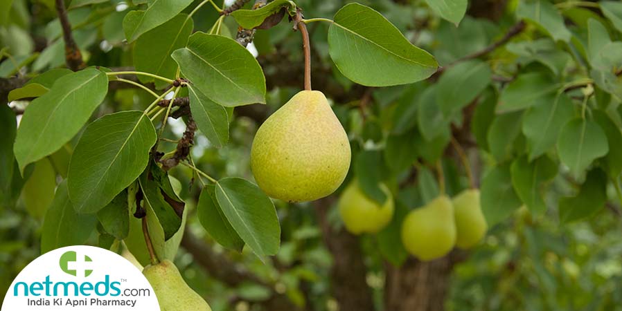 Pear fruit tree
