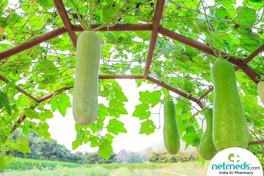 Ash Gourd