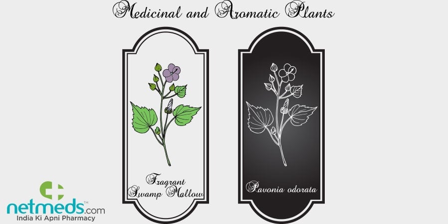Medicinal and aromatic plants