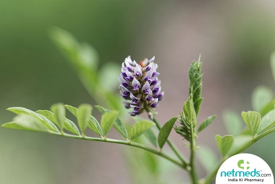 mulethi plant