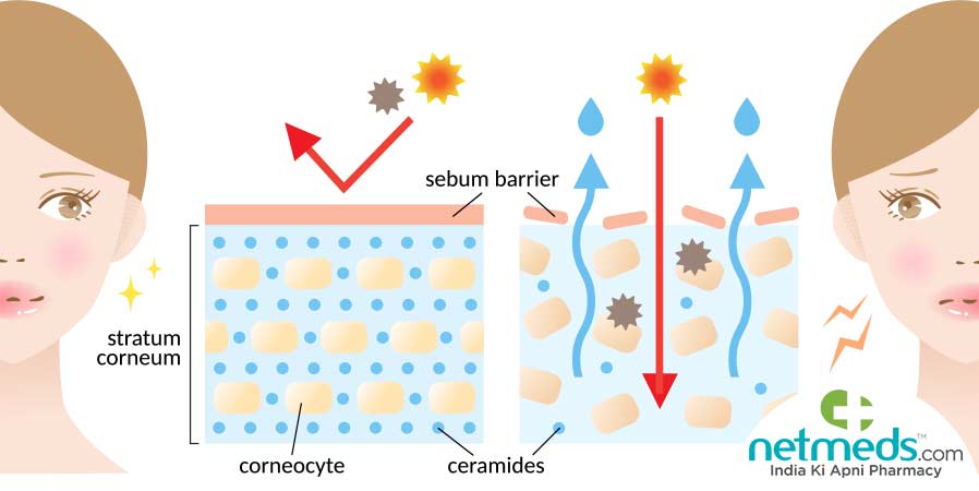 Ceramides for skin