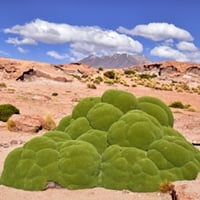 Yareta (Azorella compacta): Traditional Uses, Health Benefits, Dosage, and Side Effects